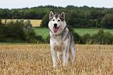 ALASKAN MALAMUTE 748